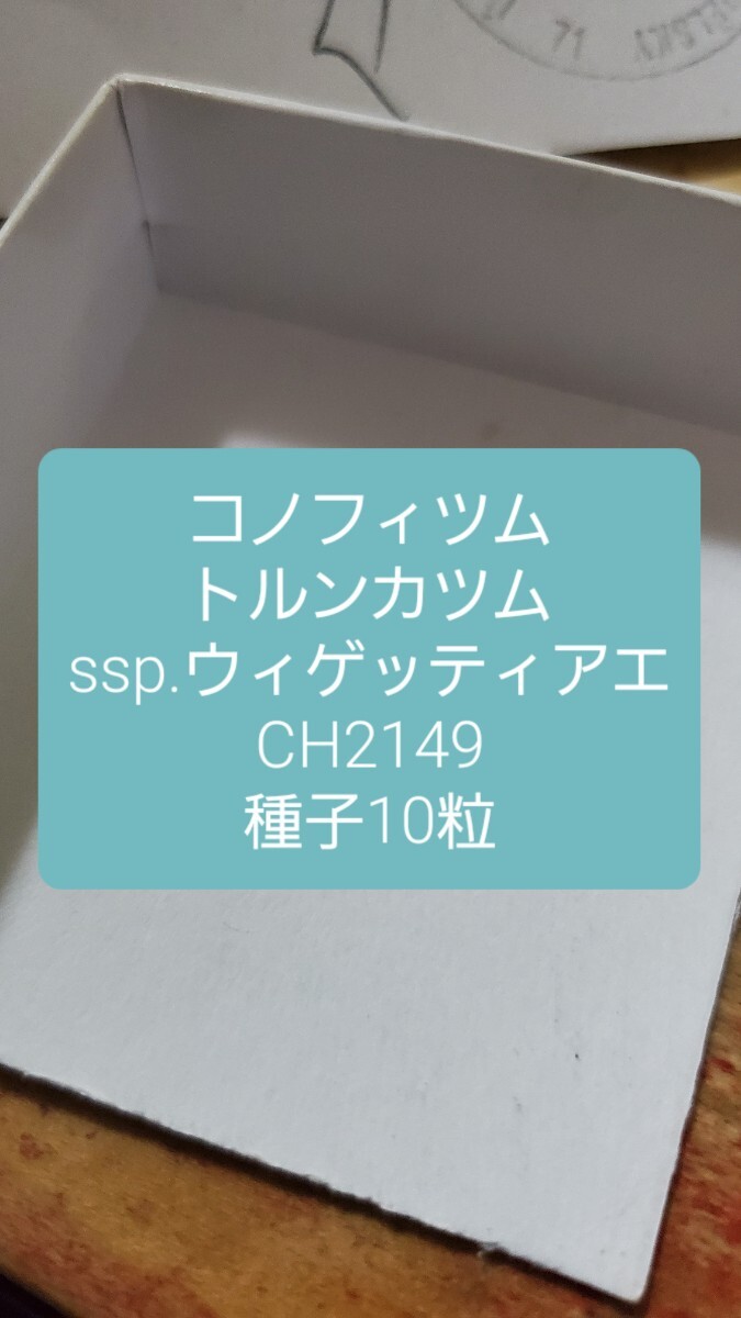 コノフィツム トルンカツム ssp.ウィゲッティアエ CH2149 種子10粒拍卖