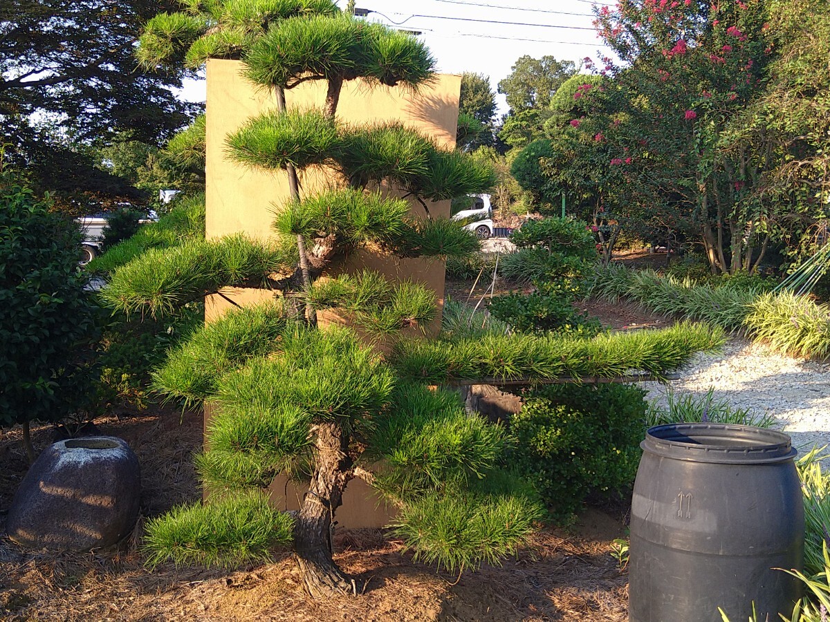 【★引き取り限定・配送不可★】赤松 アカマツ 仕立物 段作り 植木 庭木 9-1拍卖