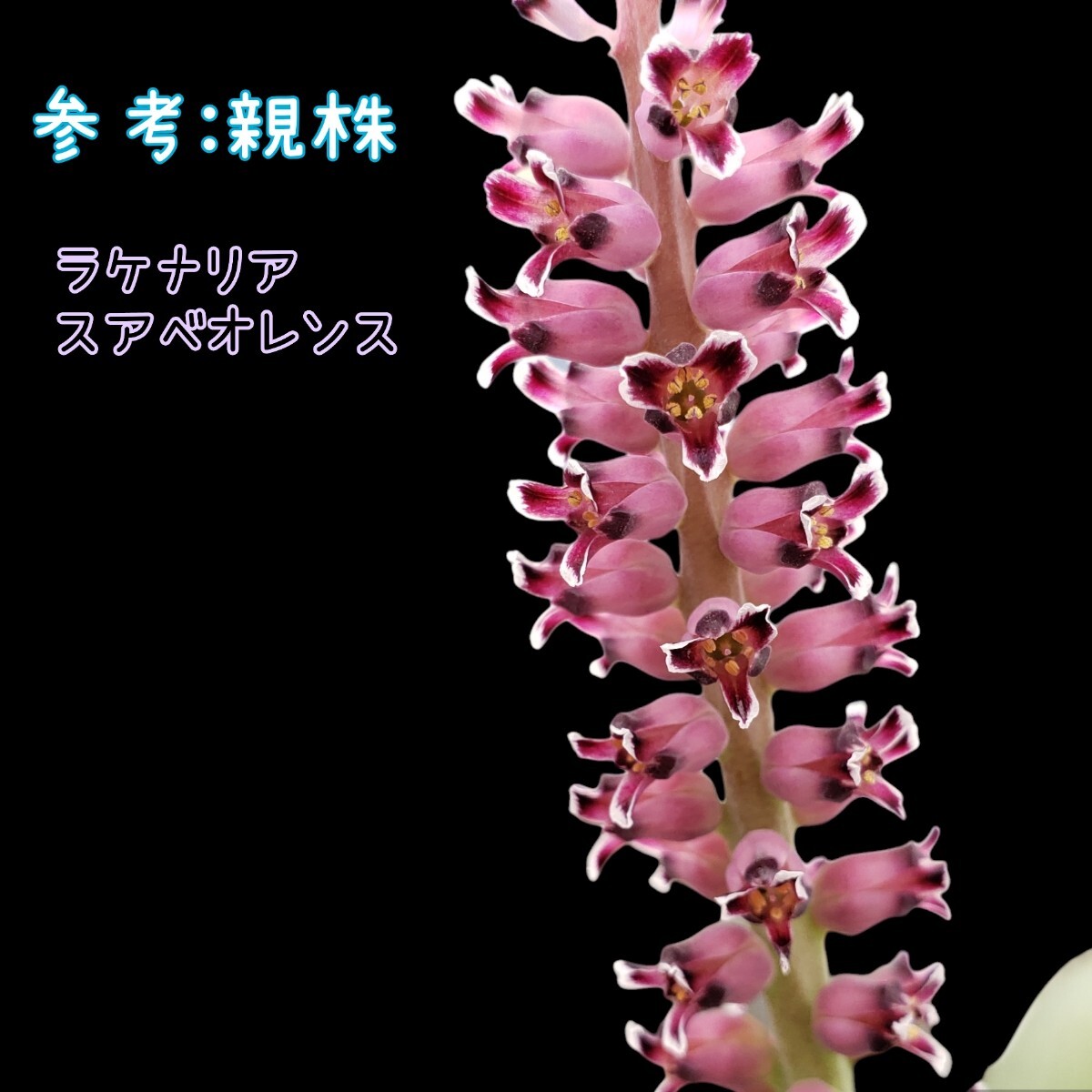 種子10粒 ラケナリア スアベオレンス Lachena liasuaveolens ケープバルブ Cape bulb ビザールプランツ 珍奇植物 拍卖