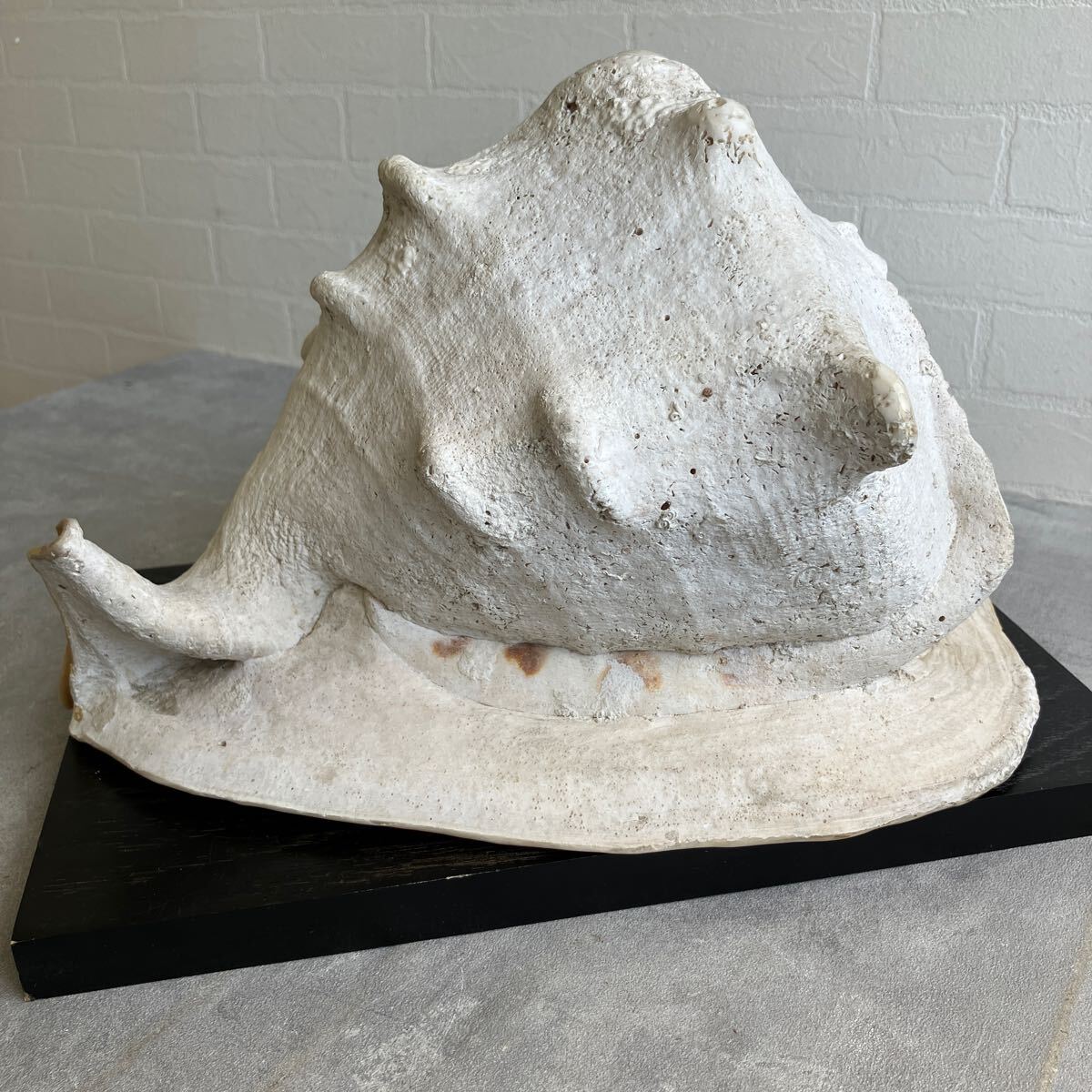 トウカムリガイ 法螺貝 ほら貝 ホラガイ 大型 3.6㎏ 30×22cm 高さ17cm インテリア 置き物 オブジェ 楽器 トウカムリ貝 アクアリウム 水槽拍卖