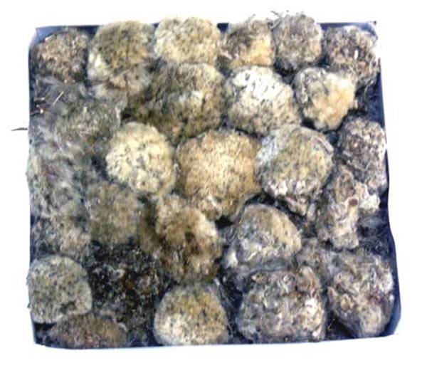 チベットの恵み 野生 野生「雪蓮花茶」 100g拍卖