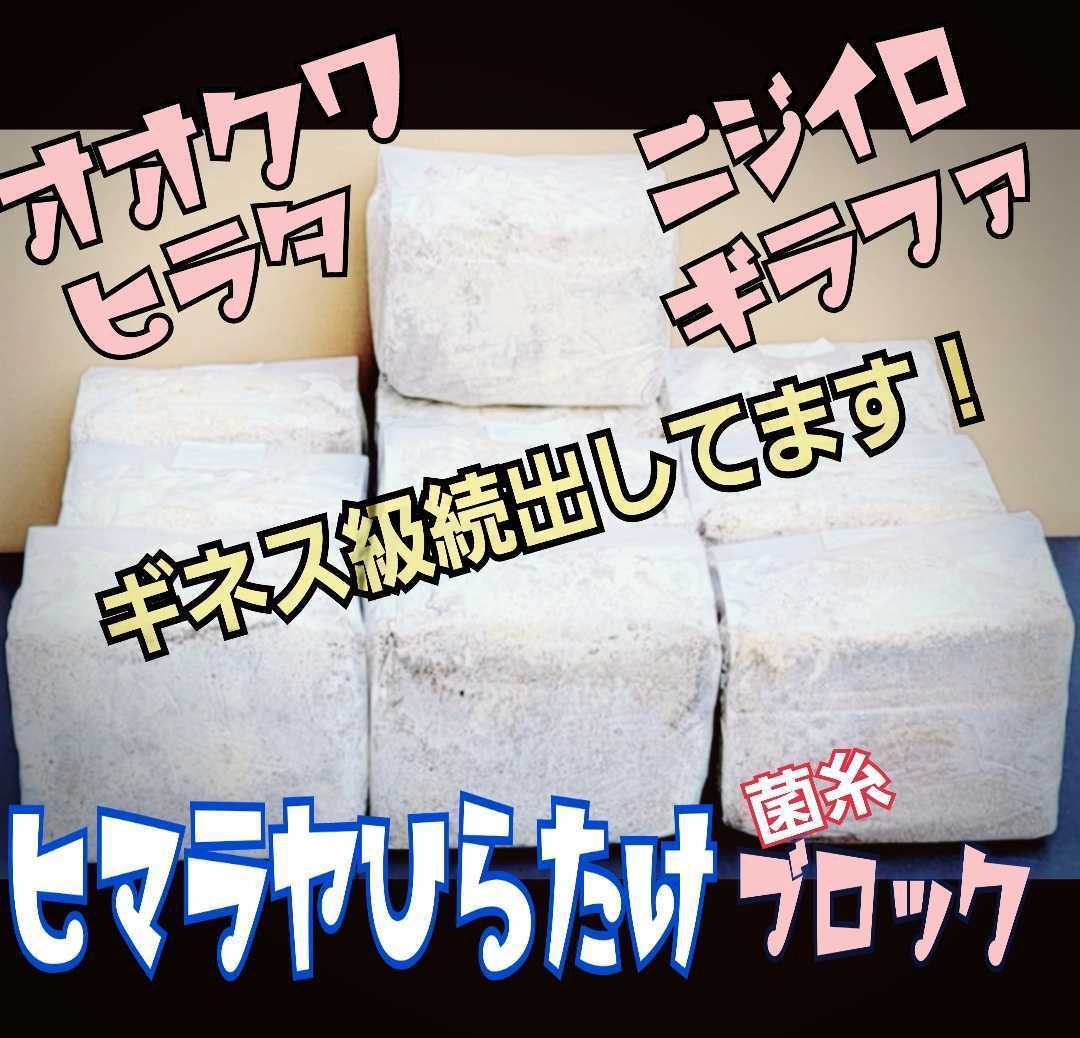 送料無料☆極上!初菌使用☆ヒマラヤひらたけ菌糸ブロック☆トレハロース・ローヤルゼリー強化配合!オオクワに抜群☆産卵床に使うと爆産!拍卖
