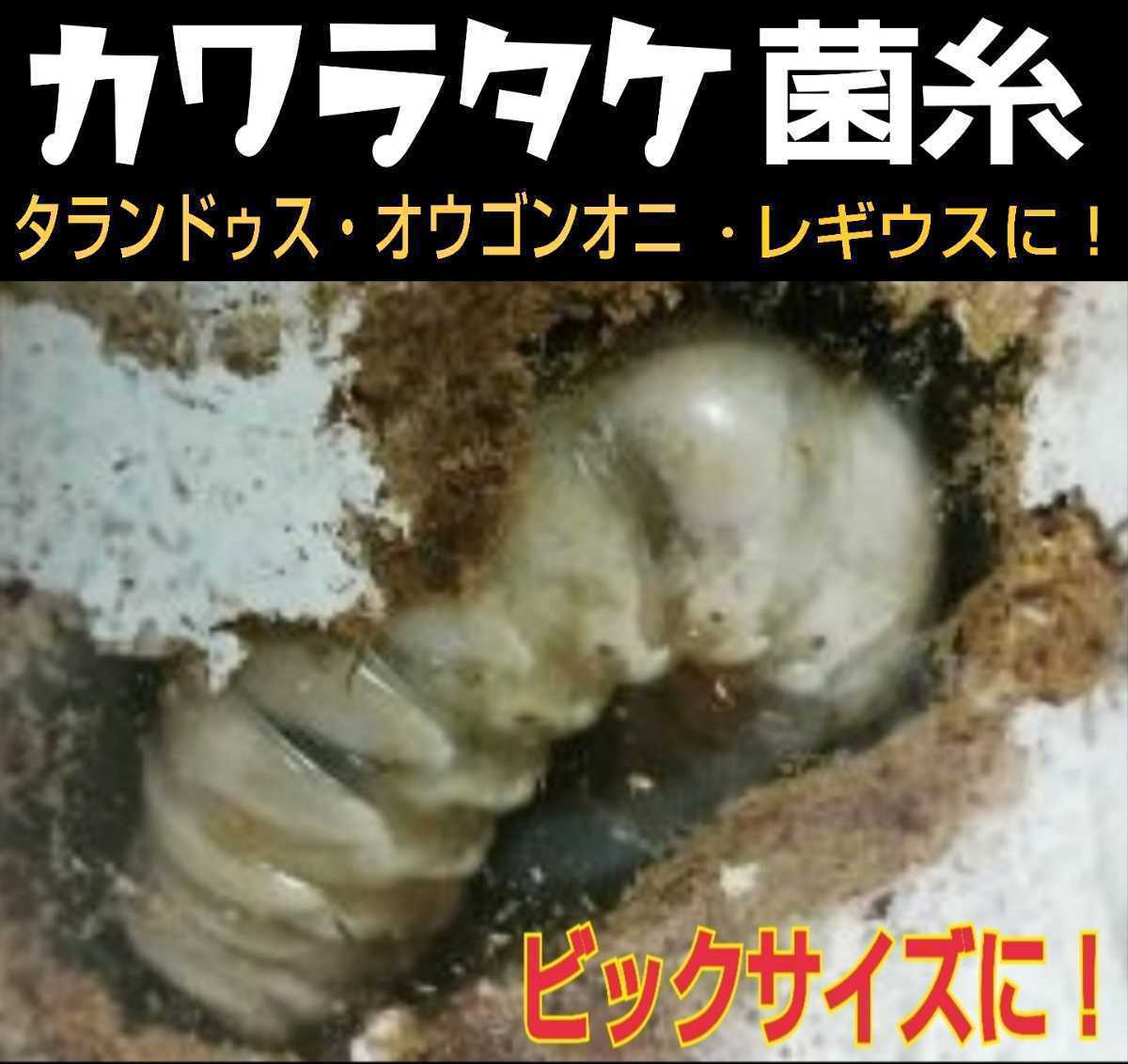 オウゴンオニクワガタやタランドゥス、レギウスの大型化が狙えます☆カワラタケ菌糸ボトル 850ml クヌギ100%原料使用・二次発菌 拍卖