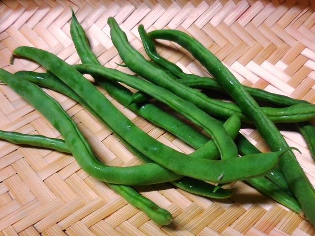 413.6◆昭和からの味 テキサスいんげん 10粒 さやインゲン豆◆トライ家庭菜園 つるあり野菜 プランター栽培 緑のカーテン/グリーンカーテン拍卖