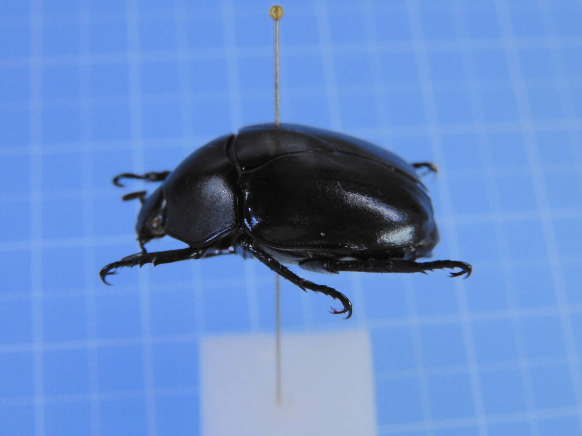 ☆パラグアイ産 スジコガネ 22mm拍卖