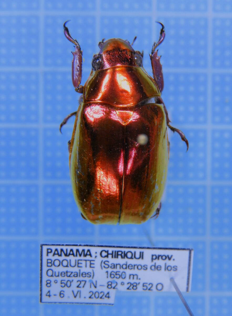 ☆パナマ産 オプティマキンイロコガネ 24mm拍卖