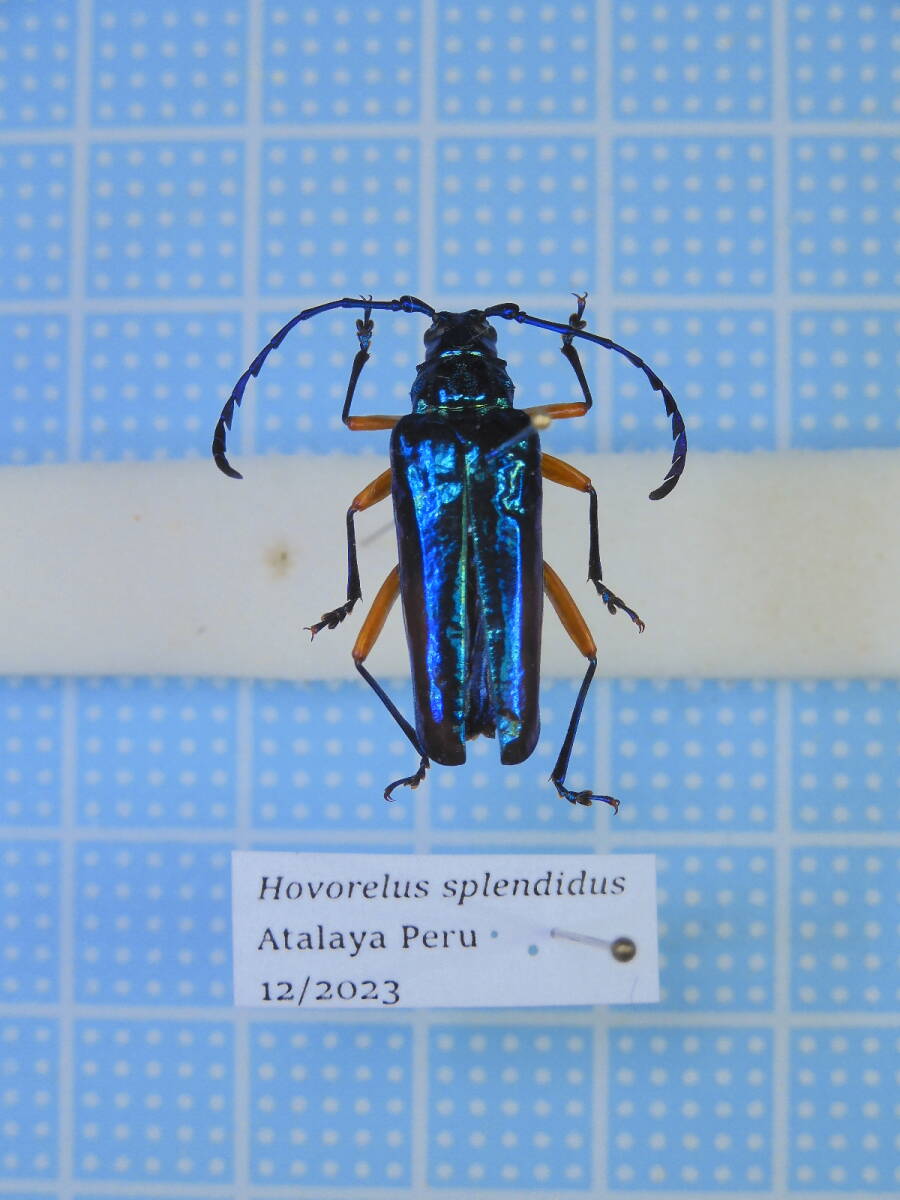 ☆ペルー産 ウスバカミキリ 22mm拍卖