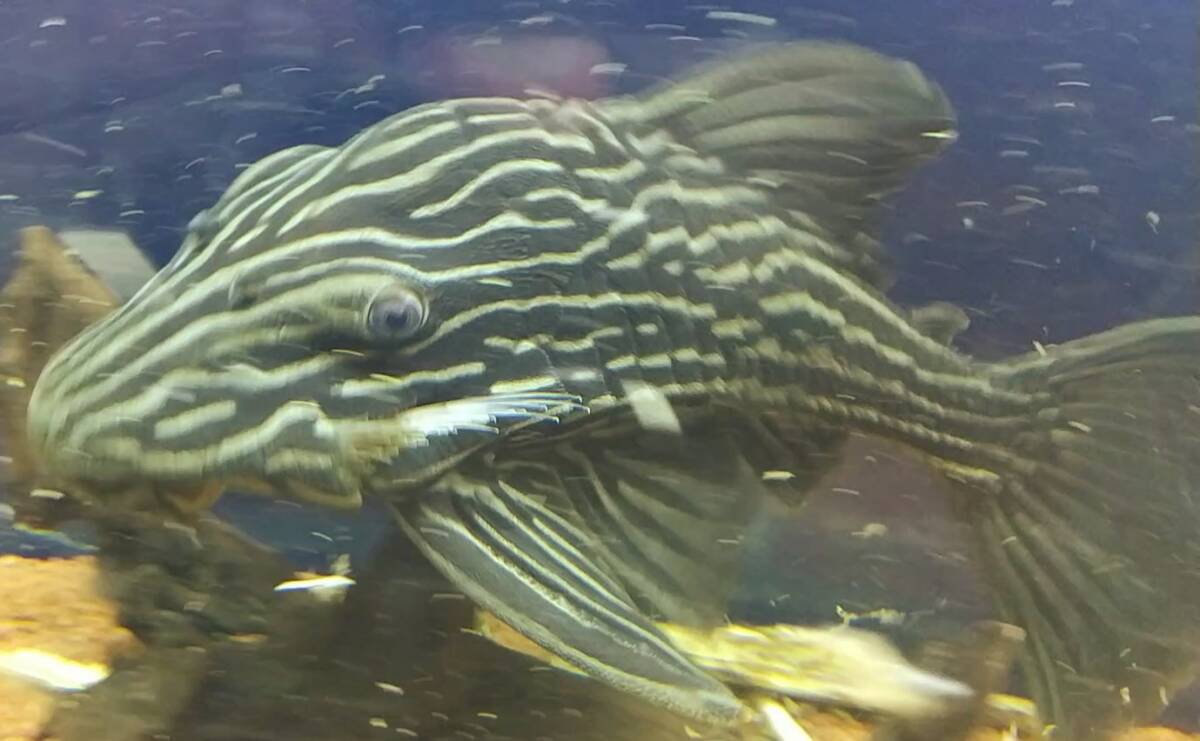 ゴールデンサンダーロイヤルプレコ 画像個体 拍卖