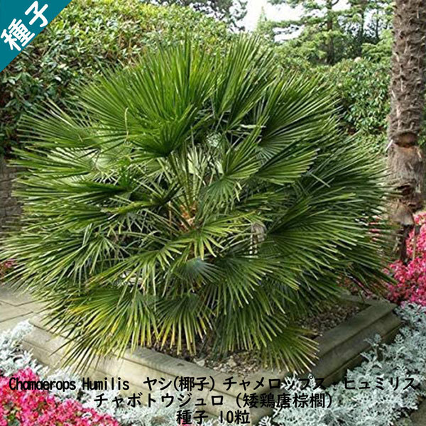 観葉植物 種子 種 Chamaerops Humilis チャメロップス ヒュミリス ヤシ チャボトウジュロ 矮鶏唐棕櫚 種子10粒拍卖