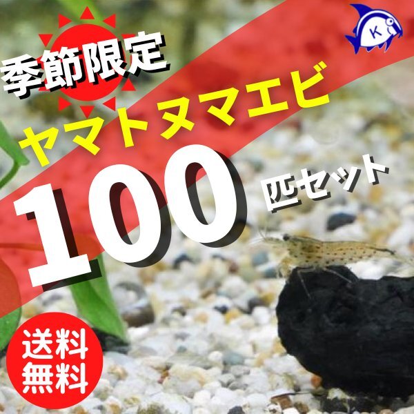 季節限定 ヤマトヌマエビ 100匹セット ※雄雌のご指定不可 送料無料 北海道/沖縄県対象外拍卖