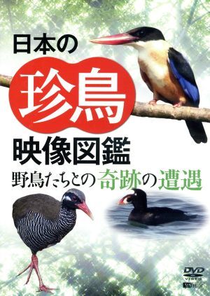 シンフォレストDVD 日本の珍鳥映像図鑑 野鳥たちとの奇跡の遭遇/(趣味/教養)拍卖