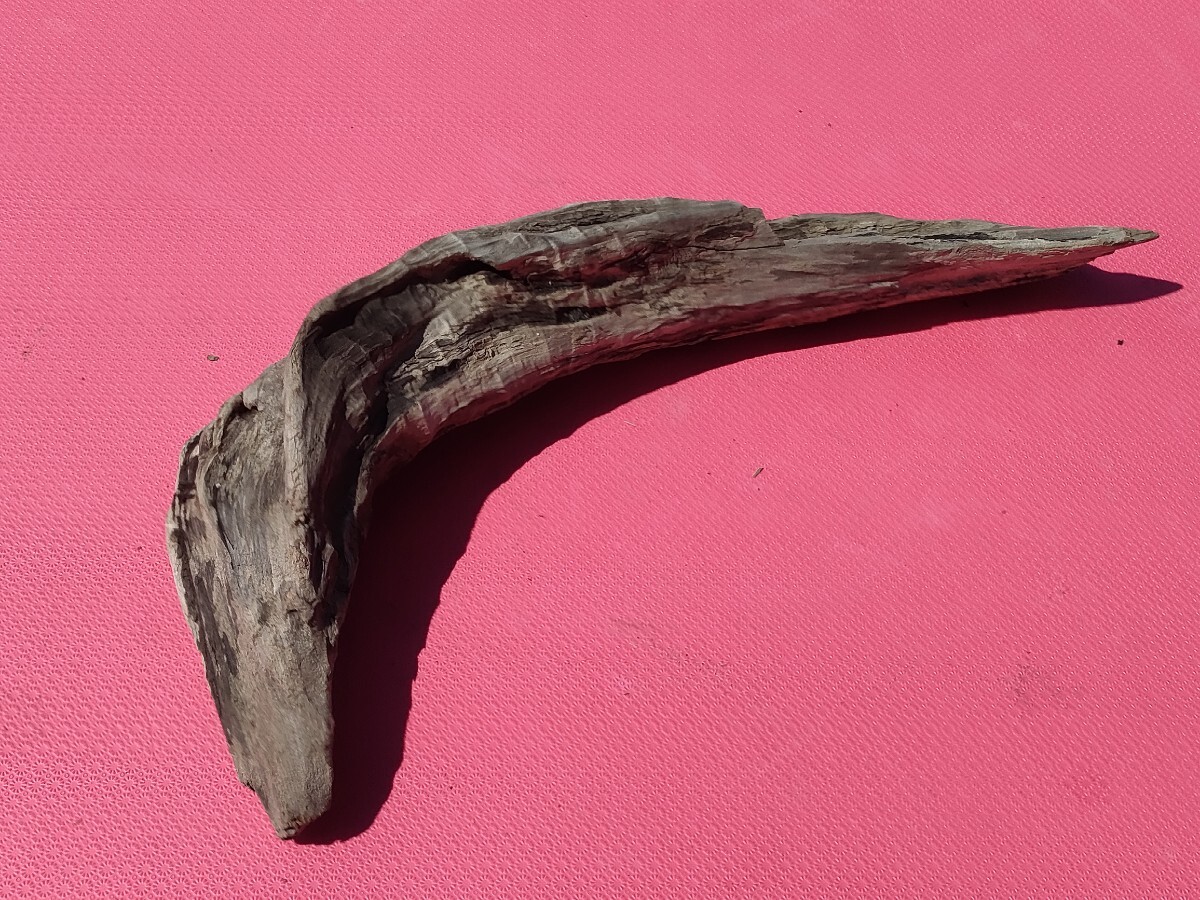 北海道の流木(海で採取)50cm アクアリウム 水槽 インテリア テラリウム 爬虫類 オブジェ拍卖