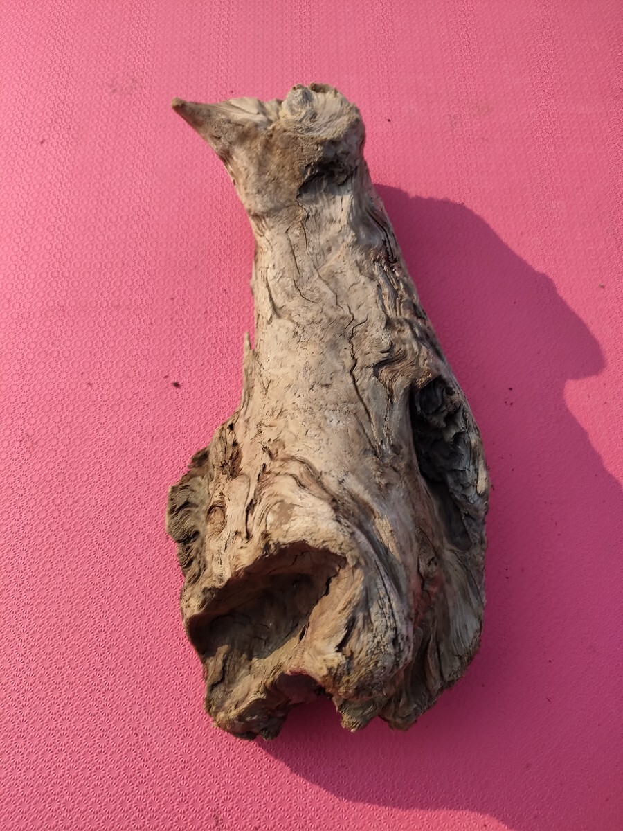 北海道の流木(海で採取)37cm アクアリウム 水槽 インテリア テラリウム 爬虫類 オブジェ拍卖