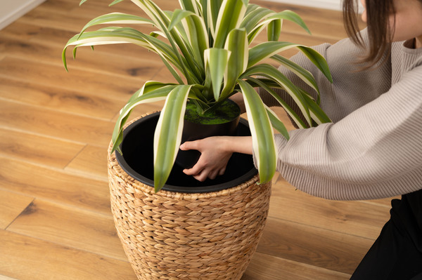 【プランター 鉢入れ】 アジアン 観葉植物 シンプル ウォーターヒヤシンス 雑貨 インテリア 室内 ブラウン 茶色 編み かご 円型 7号拍卖