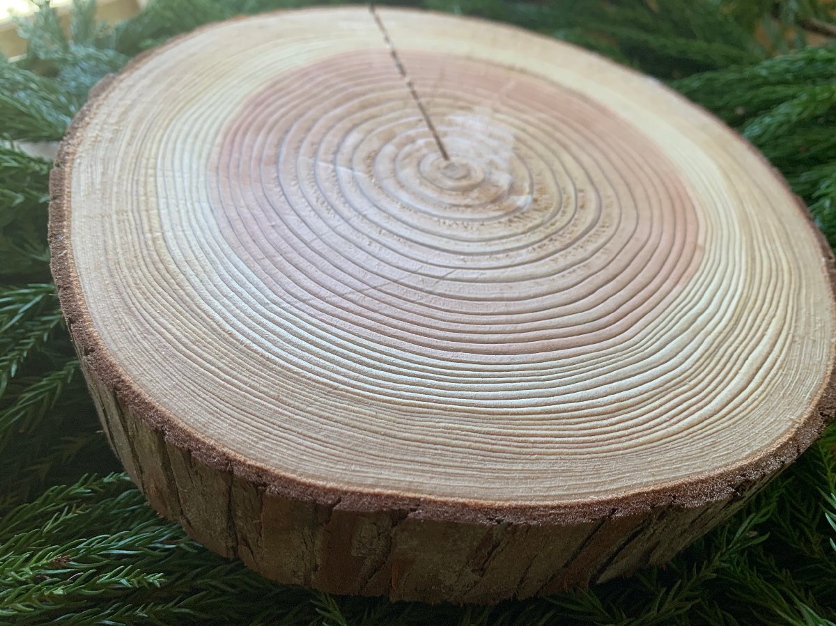 (皮付き) 丹波産 杉 直径17~20cm 厚さ約2.6cm 1枚拍卖