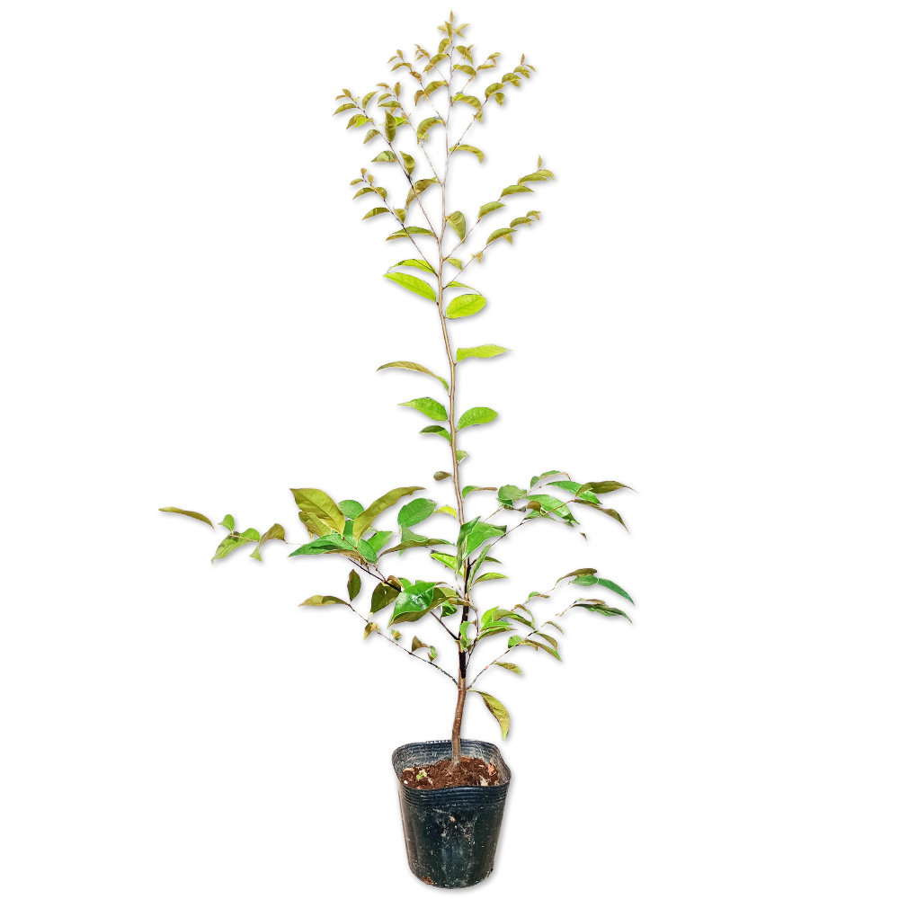 ツブラジイ(コジイ) 0.7m 10.5cmポット 10本 苗拍卖