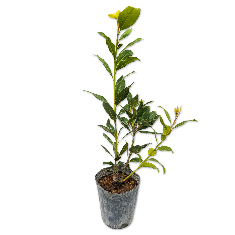 ゲッケイジュ オーレア 0.3m 9.0cmポット 10本 苗拍卖