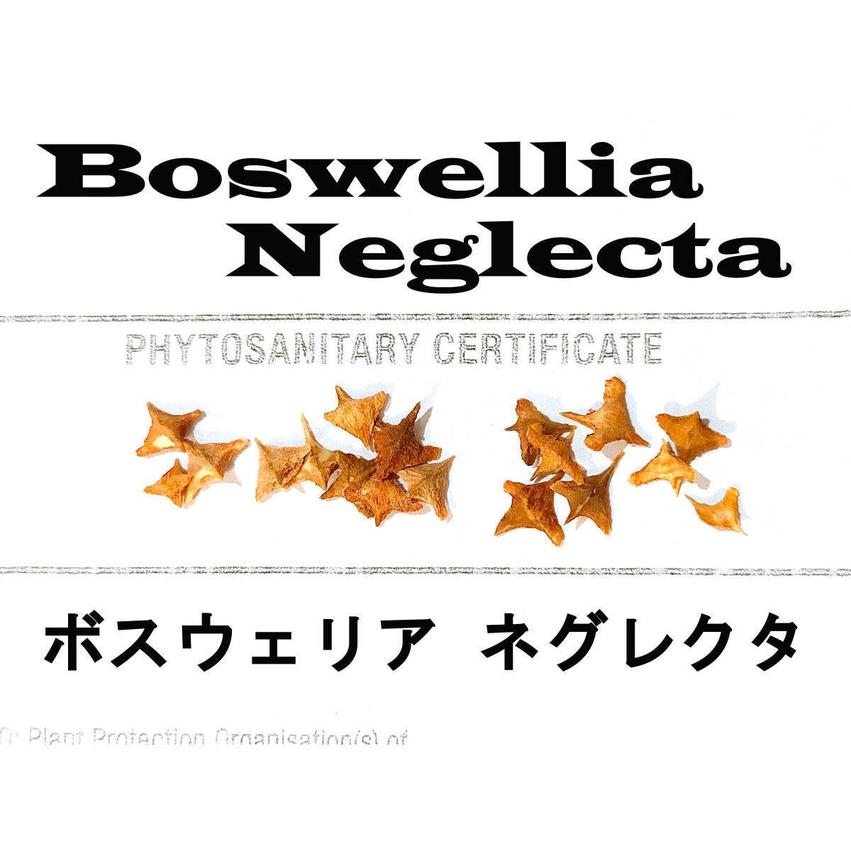 9月入荷 10粒 Boswellia neglecta ボスウェリア ネグレクタ 種子 種拍卖