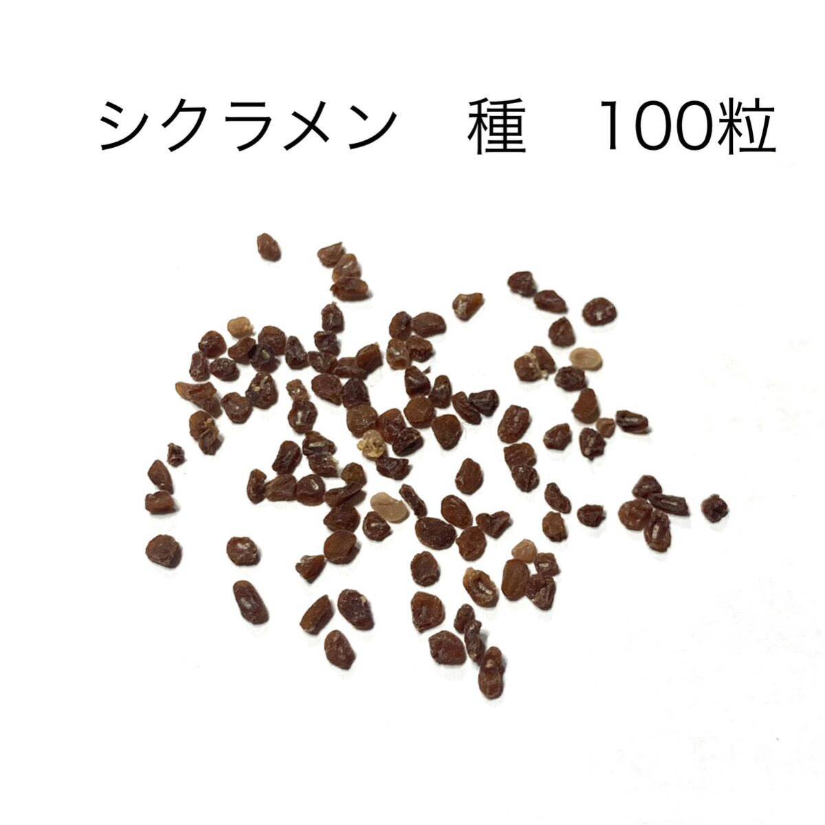 匿名配送 シクラメン 種 花 園芸 ガーデニング 100粒拍卖