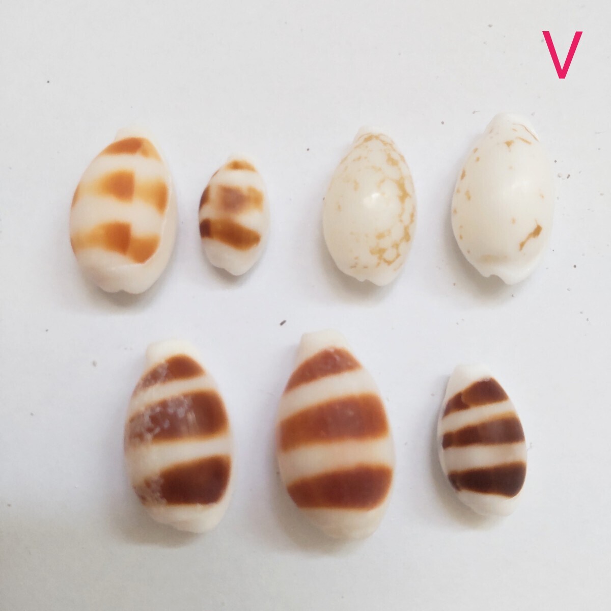 ウキダカラ カノコダカラ ゴマフダカラ タカラガイ セット 貝がら 貝殻 貝 微小貝 天然 ハンドメイド 材料 素材 コレクション 沖縄 O拍卖