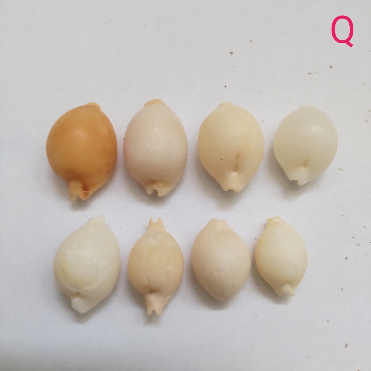 チドリダカラ コゲチドリダカラ タカラガイ セット 貝がら 貝殻 貝 微小貝 天然 ハンドメイド 材料 素材 パーツ コレクション 沖縄 白 茶 Q拍卖