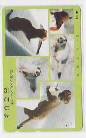5-h150 動物 オコジョ テレカ拍卖