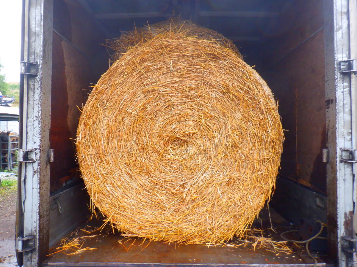 敷きわらに 麦稈ロール 麦藁ロール 1.6m 山羊 羊 馬 モルモット ウサギ ペット 家畜 動物 北海道 園芸用 稲わら ワラ 稲藁ロール牧草ロール拍卖
