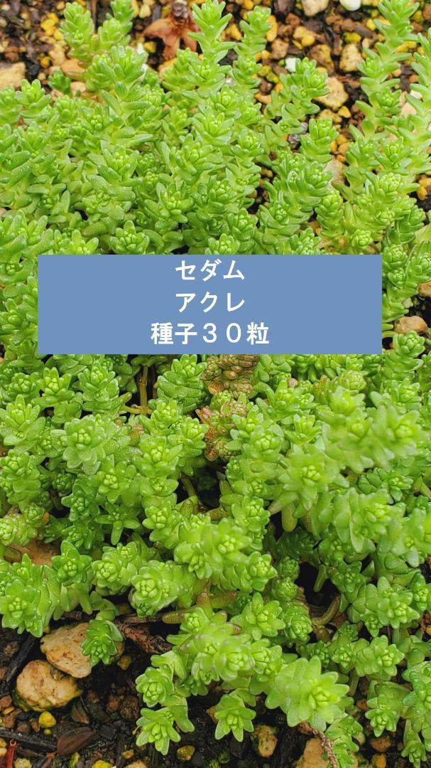 セダム アクレ 種子30粒拍卖