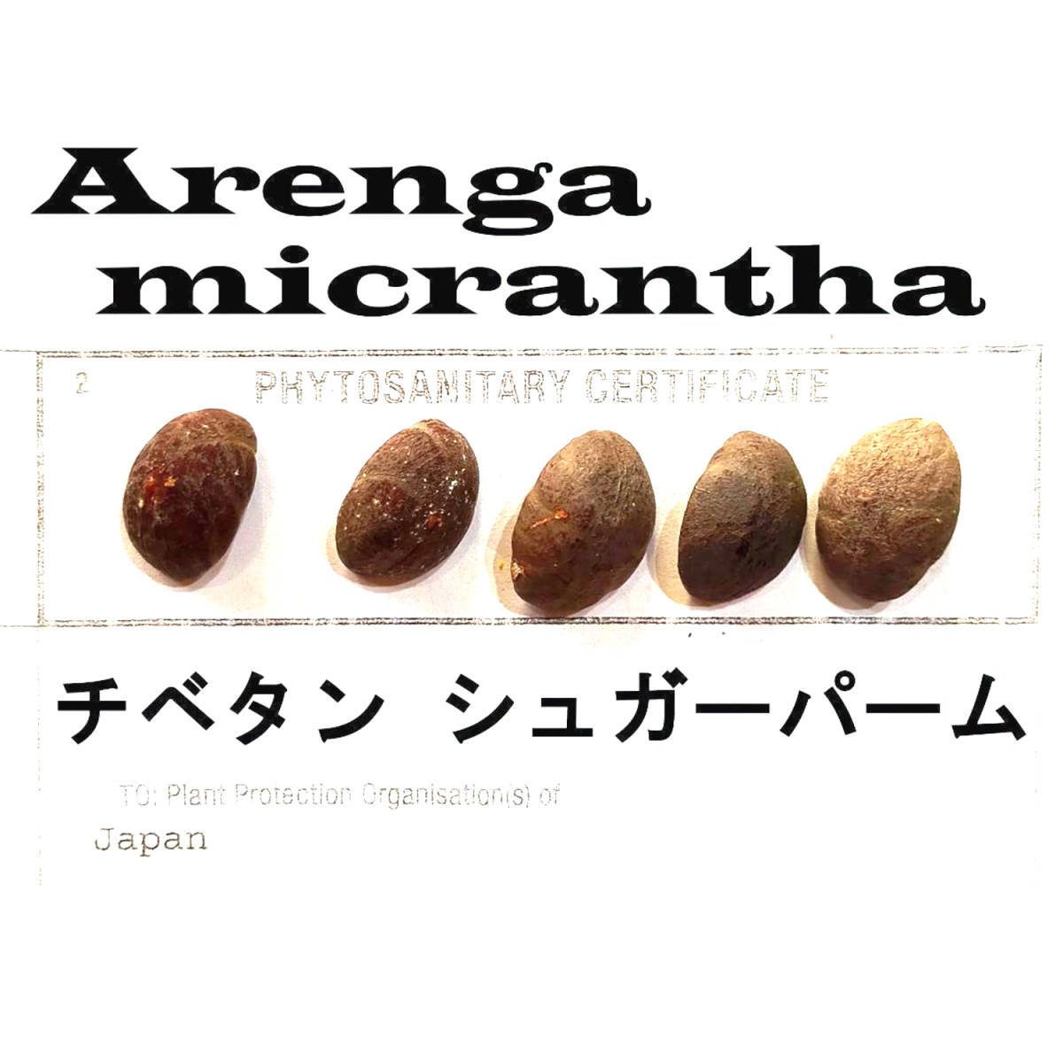 9月入荷 5粒 チベタン シュガーパーム 種子 種子 micrantha拍卖