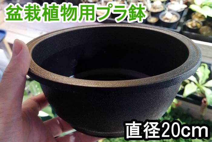 浅型 硬質 プラ鉢 1個 盆栽 塊根植物 アデニウム プラスチック 製 鉢 ポット コーデックス パキプス グラキリス拍卖