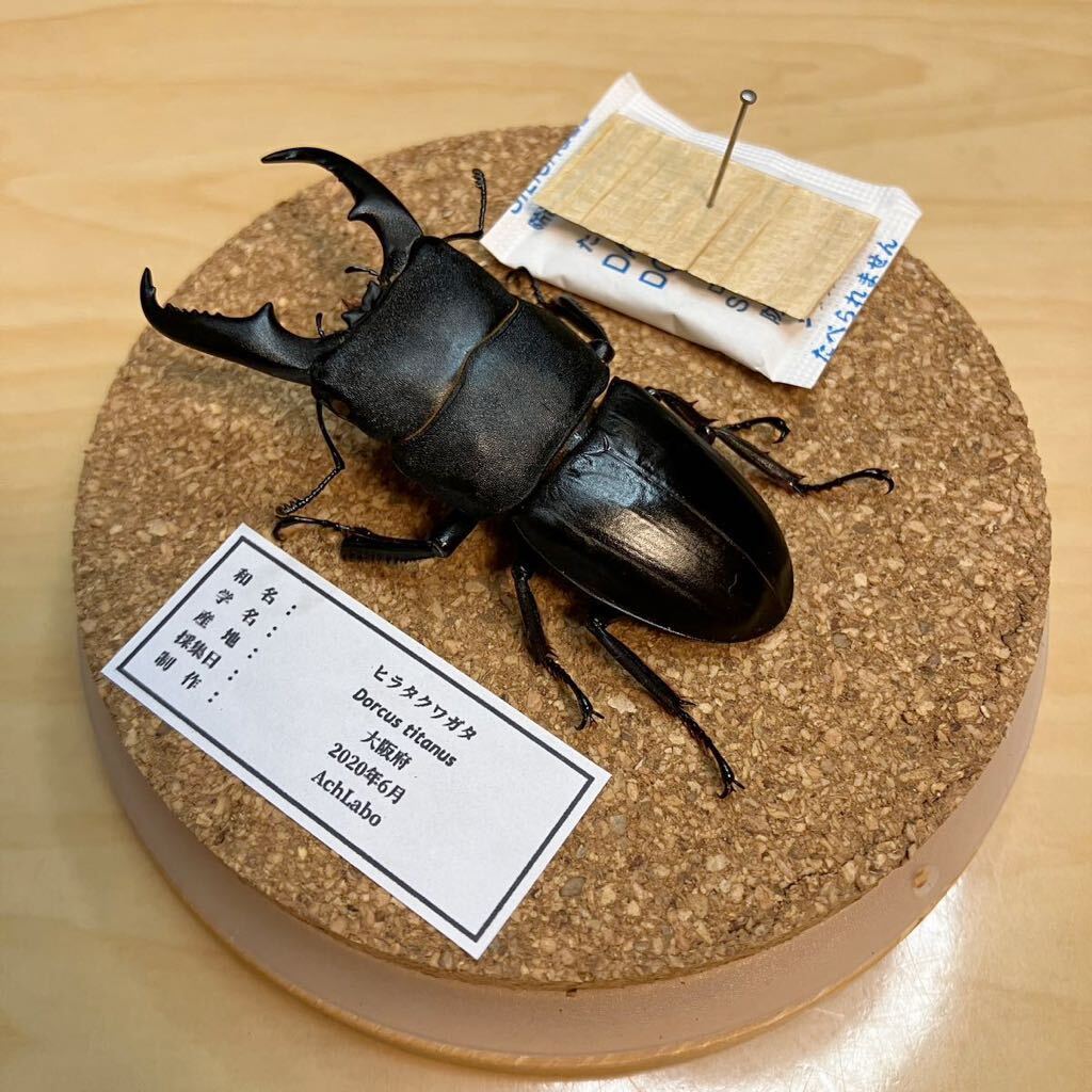 【昆虫標本】ヒラタクワガタ ガラスケース入り拍卖