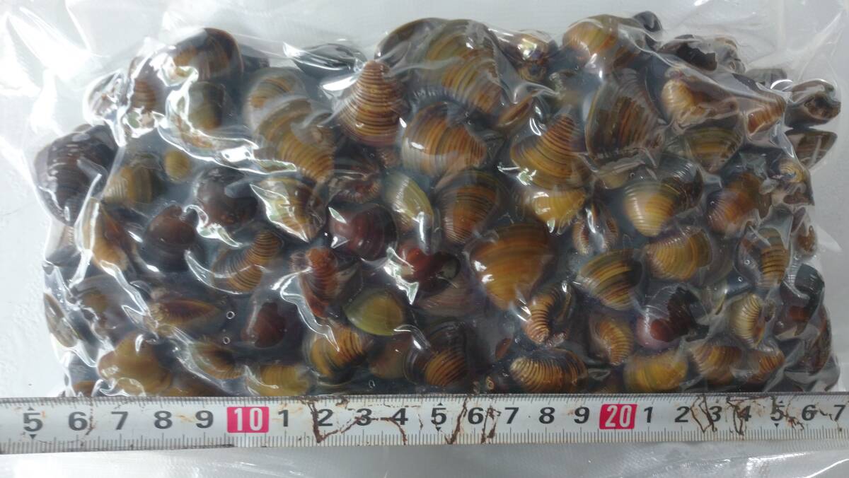 「p_mint」◇(肉厚、プリプリ)シジミ◯揖斐川産 淡水しじみ 大サイズ 10kg(1パック1kg×10p) ◯即決●ヤマト冷凍発送。拍卖