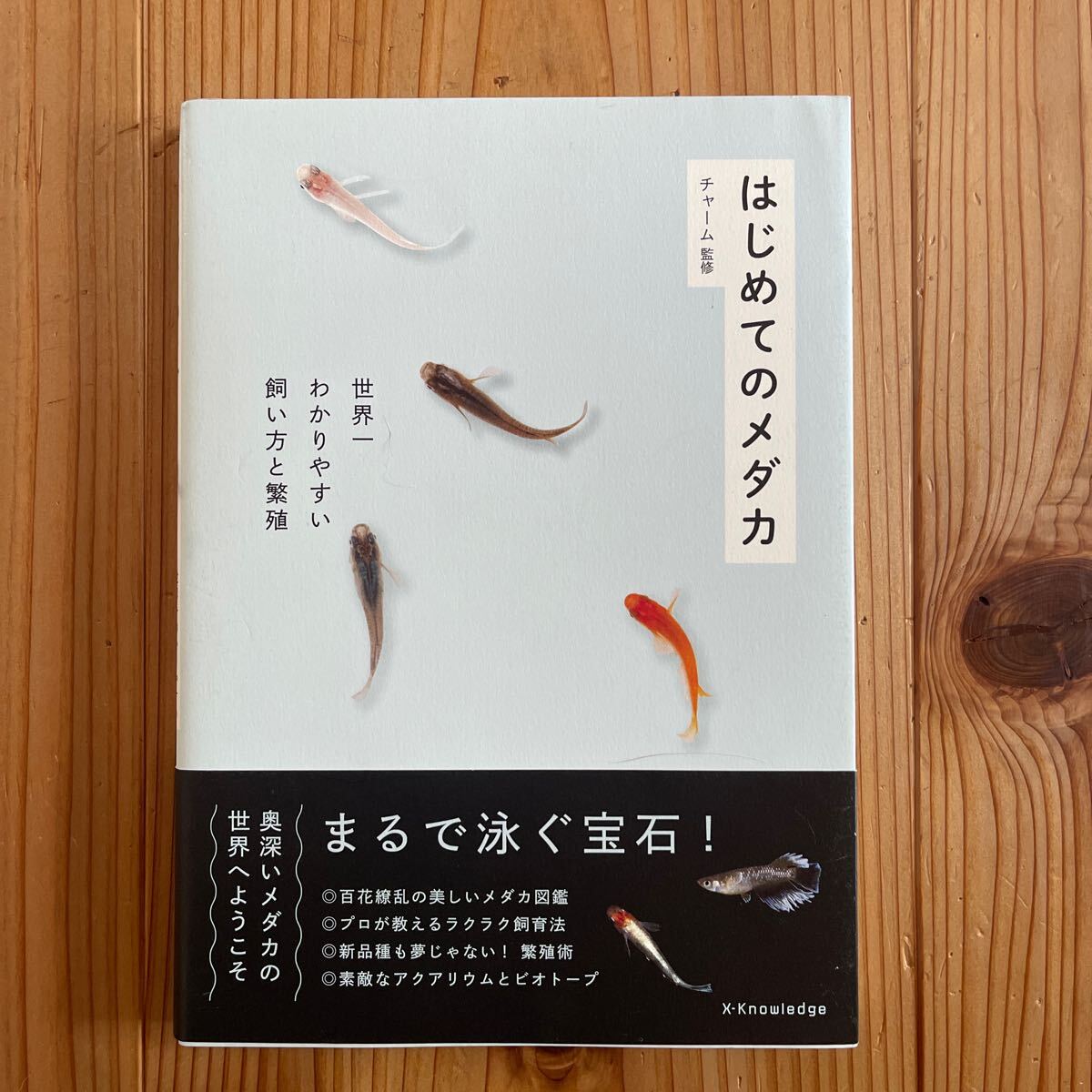 はじめてのメダカ 世界一わかりやすい飼い方と繁殖 定価税込1,650円 チャーム 監修 エクスナレッジ拍卖