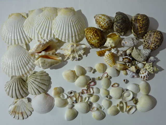 K-24-1110 ● 貝殻 いろいろ 大量 コレクション インテリア オブジェ ホタテガイ ホタテ貝 拍卖