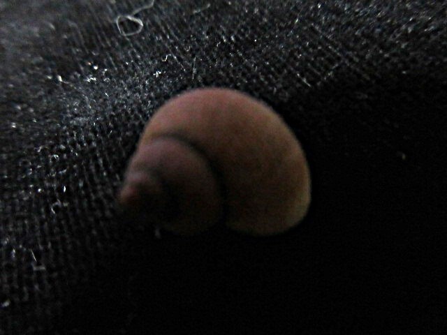 ルーマニアの貝ナミオカタマキビcf貝殻貝標本カニ図鑑オブジェ骨格骨董ウニサメ学術標本美術モチーフアクアリウムかわいい熱帯魚剥製昆虫拍卖