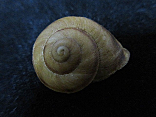 キューバの貝ナガキューバシメクチマイマイ貝殻貝標本カニ図鑑オブジェ骨格骨董ウ学術標本美術モチーフアクアリウムかわいい熱帯魚剥製昆虫拍卖