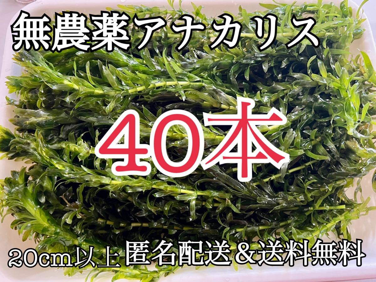 送料無料 40本20cm以上 無農薬アナカリス(オオカナダモ)アクアリウム餌水草 メダカ 金魚草 金魚藻 ザリガニ エビの餌水槽アクアリウム餌拍卖