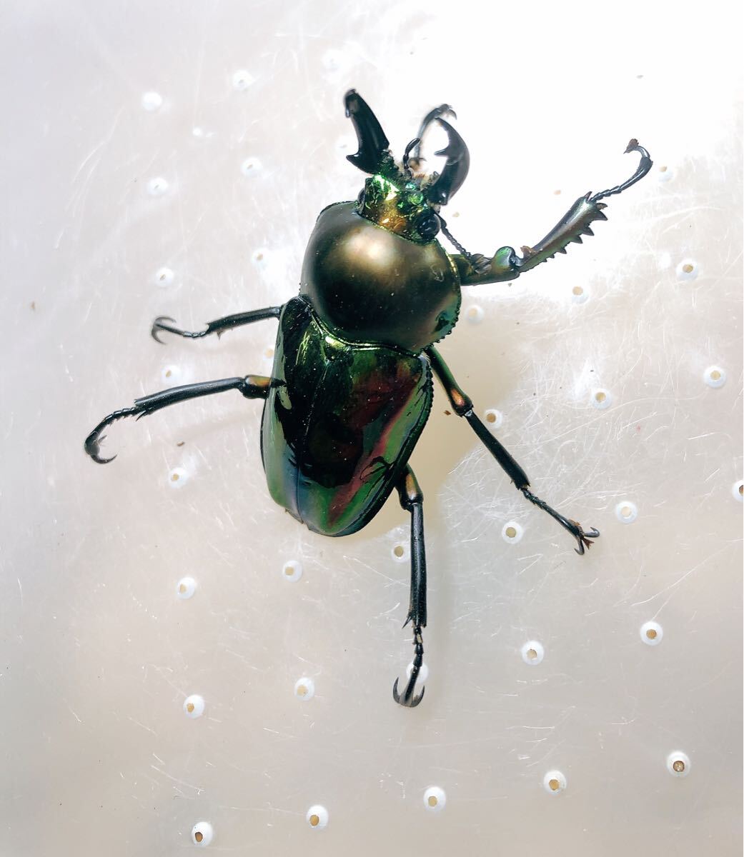 『M550』訳あり!ニジイロクワガタ (クイーンズランド)♂43mm単体拍卖