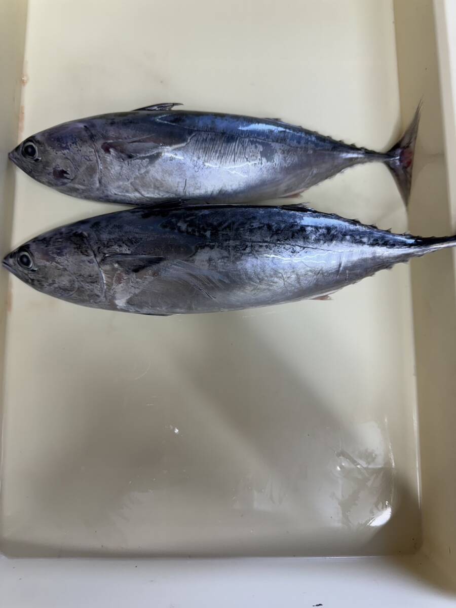 お得10~12キロ スボタ 大物釣り 餌 ヒラソウダカツオ 1~1.2キロ2匹×10=10~12キロ20匹 メジカ 鮮魚物冷凍 エサ クエ ハタ拍卖