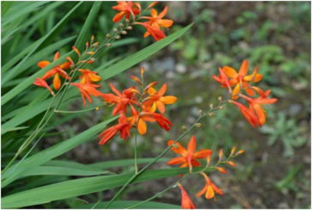 モントプレチア(ヒメオウギスイセン)500g500円拍卖