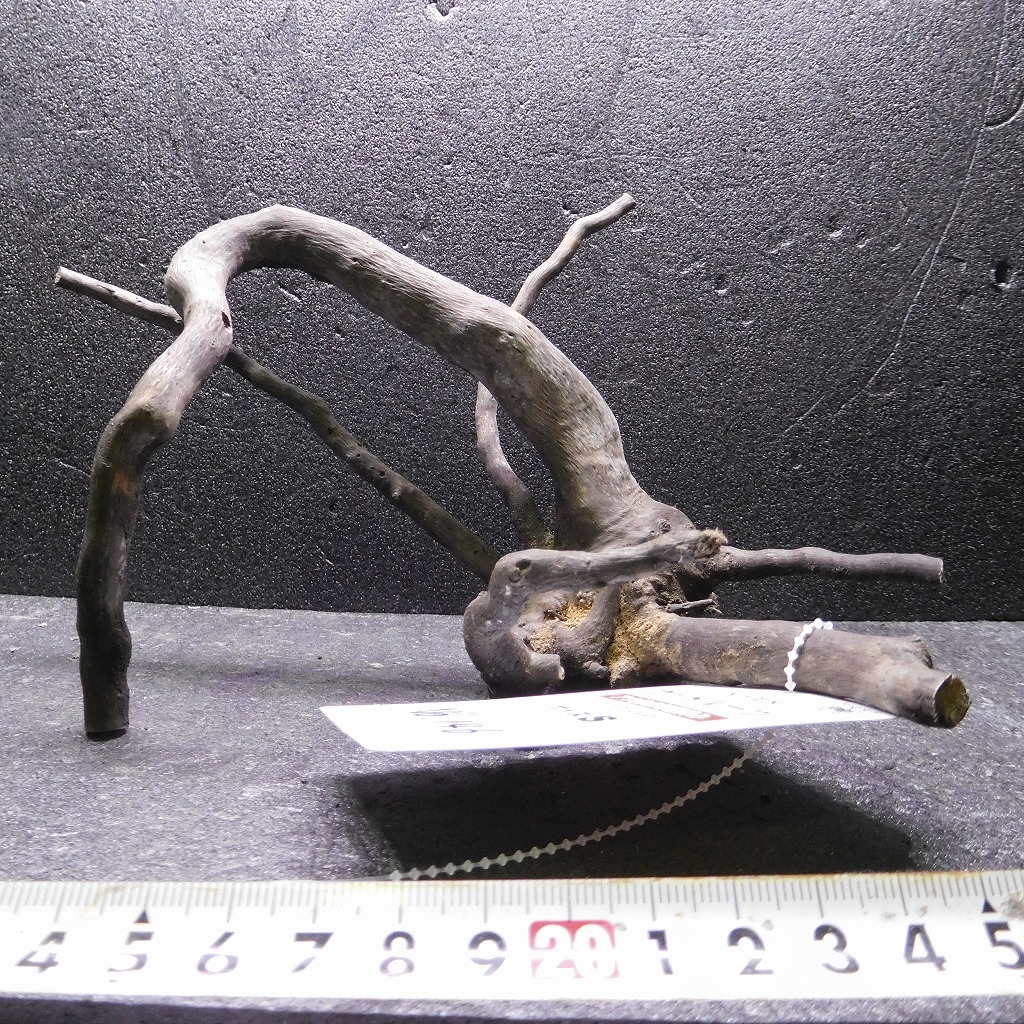 枝流木 リベラ ウッドルーツS 1点物 No.146 天然 デルフィス アク抜き済み レイアウト アクアリウム RIVERA拍卖