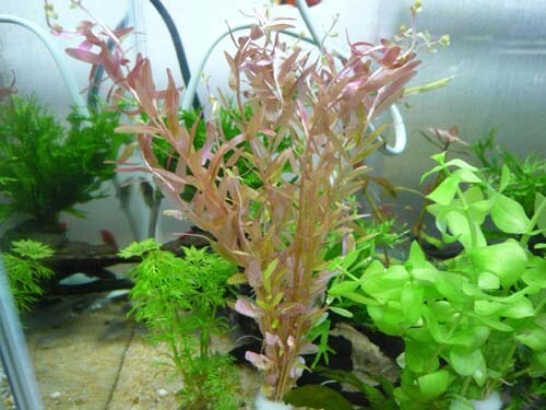 水草 ロタラ・インディカ 8本 ※バラ売り水草は4点まで同梱可能(ネコポス)拍卖