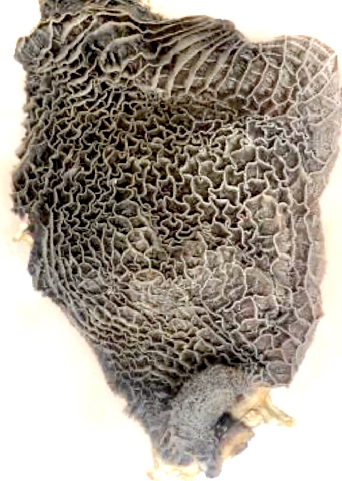 【国産牛業務用】20kg 国産牛ハチノス (生) 10kg×2箱セット!^_^/バルク! 牛胃袋 蜂の巣 20kg拍卖