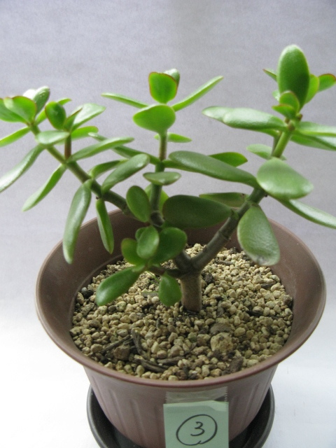 ◆金のなる木◆鉢付き高さ22cm◆観葉植物・多肉植物◆③拍卖