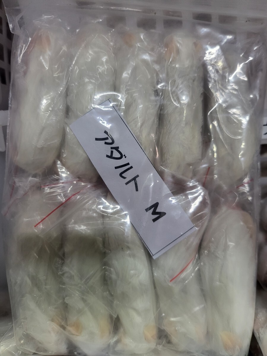 【送料無料・クール便発送】 冷凍アダルトマウスMサイズ(100匹入り)拍卖