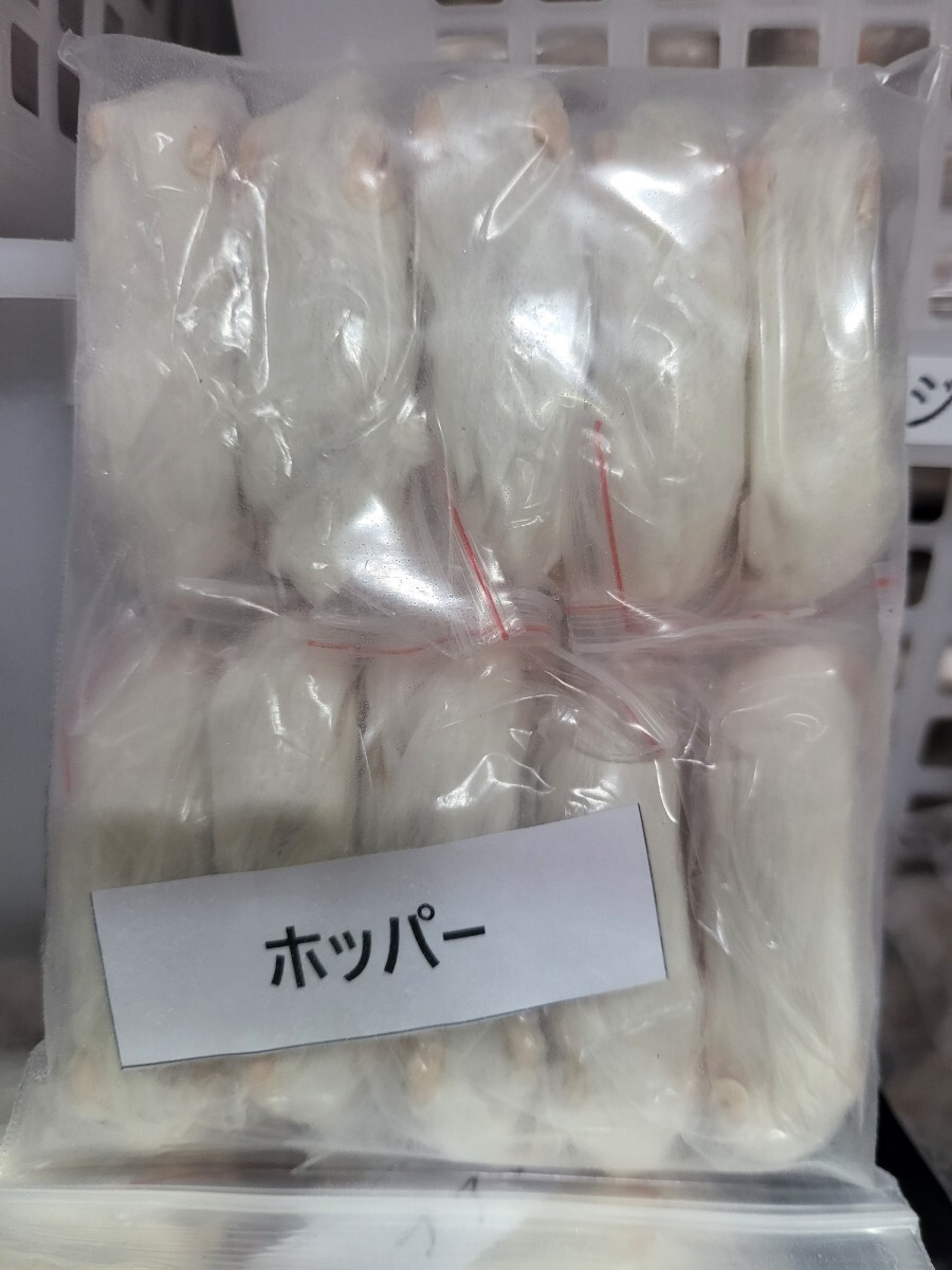 【送料無料・クール便発送】ホッパーマウス / 60匹入り拍卖