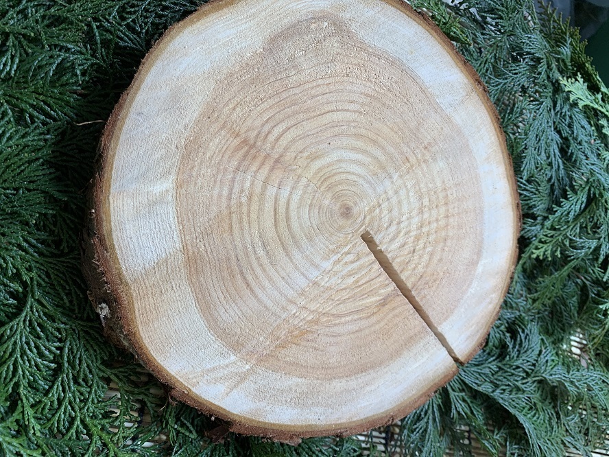 (クワガタバトル用台)丹波ヒノキ 輪切り 皮付き 直径20~24cm 厚さ約2.6cm 1枚拍卖