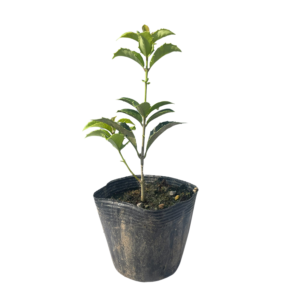 ヒイラギモクセイ 0.1m 10.5cmポット 40本 苗拍卖