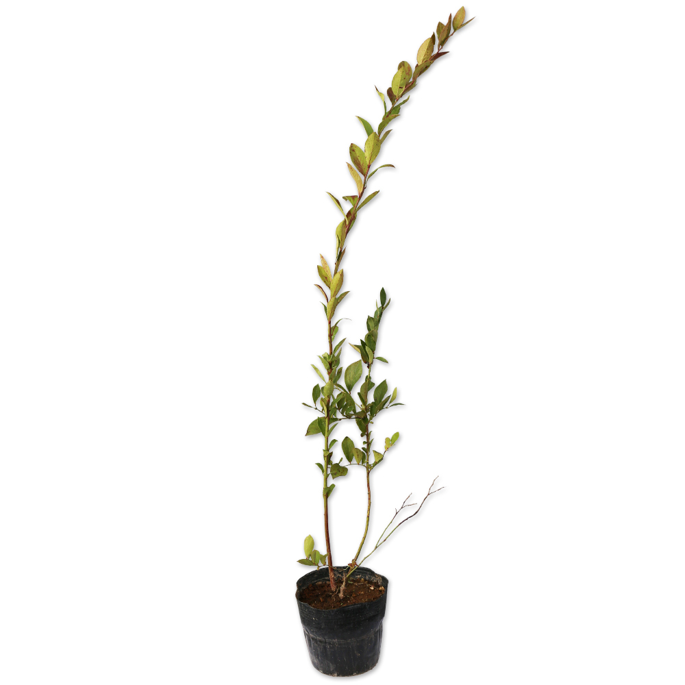 ブルーベリー (品種指定不可) 0.8m 15cmポット 苗拍卖