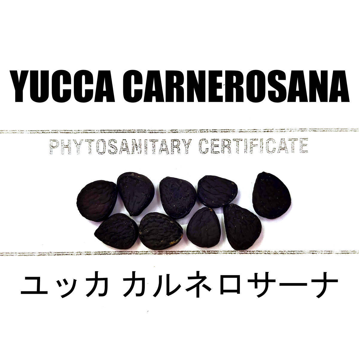 10月入荷 100粒+ ユッカ カルネロサーナ 種 種子 植物検疫証明書あり拍卖